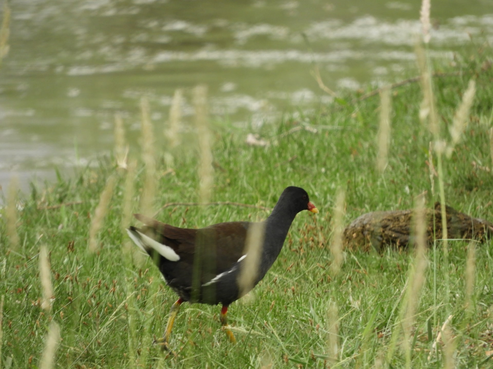 Common Coot